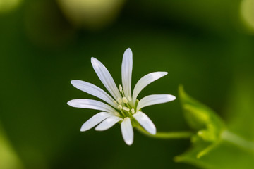 White Flower