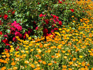 Obraz premium Calendula officinalis is widely cultivated and can be grown easily in sunny locations. Turkey