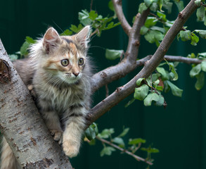 Kitty on the tree.