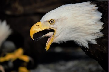 American bale eagle eating fish in Homer, Alaska