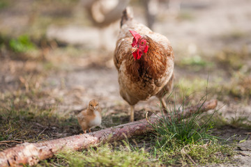 beautiful photo chicken mother with little chickens