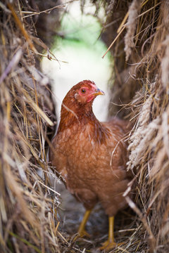 beautiful chicken pictures hidden in hay
