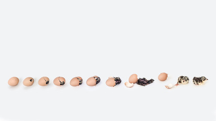 A Series Of Chicks Hatching