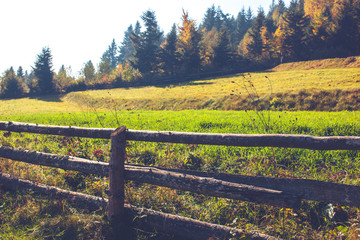 beautiful landscape in Carpathians, trees, fence