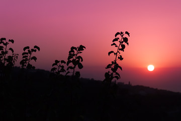 Obraz na płótnie Canvas Closeup of plant silhouettes against the sunset sky