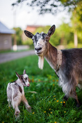A beautiful photo of two goat from mom and baby