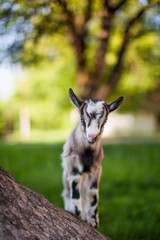beautiful goat's photo climbed onto the tree