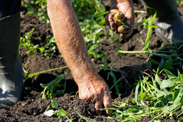 Obraz premium The harvest of potatoes.