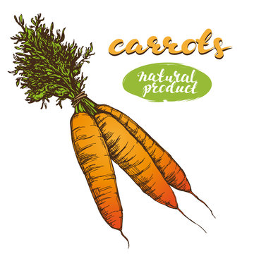 carrots vegetable set hand drawn vector illustration realistic sketch