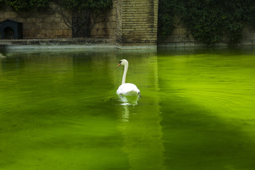 zielona woda, woda, łabędź, ptak, ptactwo, przyroda, 