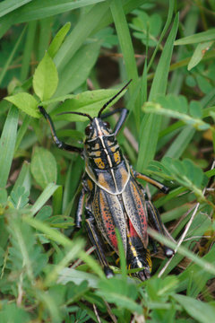 Eastern Lobber Grasshopper