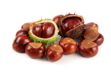 chestnut isolated on white background closeup