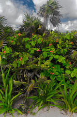 Plants on acloudy day