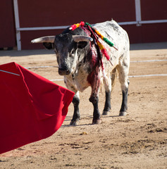 TORO MIRANDO LA CAPA DEL TORERO