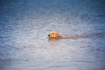 Swimming Golden