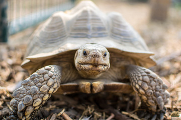 Fototapeta premium Tortoise 3