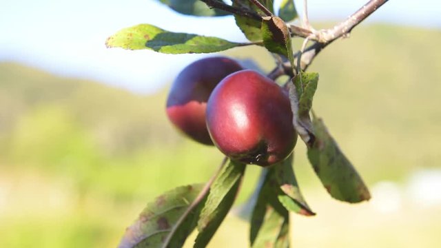 Frutales