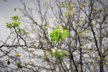 Chestnut blooms in autumn