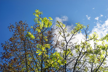 Chestnut blooms in autumn