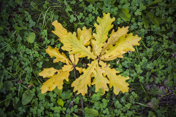 Yellow oak leaves in center of green grass. 
