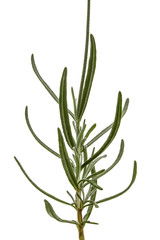Leafs of lavender flowers, isolated on white background