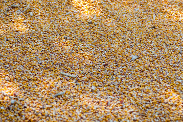 corn grains heap freshly harvested