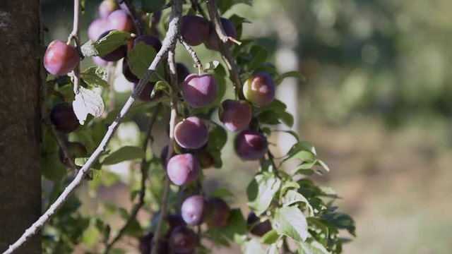 Frutales
