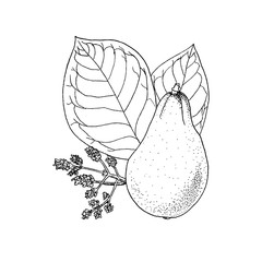 Monochrome vector illustration drawing of avocado Persea Americana on white