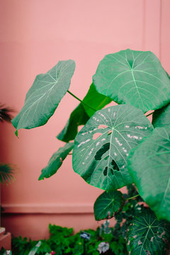 Large green philodendron leaves on a pink background