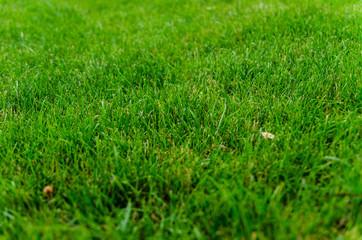 Background of the green grass. Selective focus