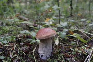 Boletus mushroom on moss in the forest