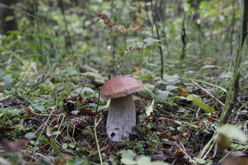 Boletus mushroom on moss in the forest