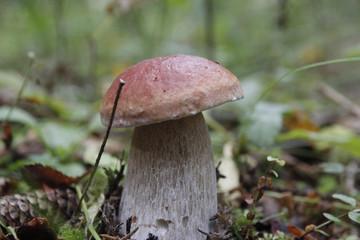 Boletus mushroom on moss in the forest