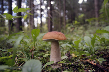 Boletus mushroom on moss in the forest