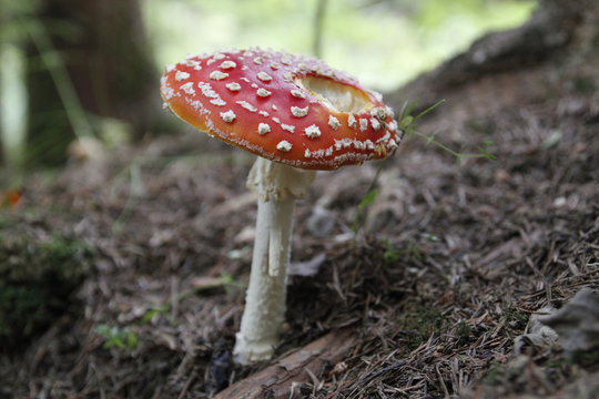 Amanita muscaria in forest - poisonous toadstool commonly known as fly agaric or fly amanita