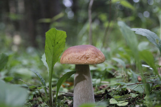 Boletus mushroom on moss in the forest