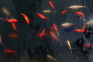 red, white and dark fish floating near the surface of the water