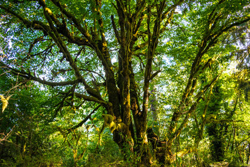 Fototapeta premium Large Moss Tree