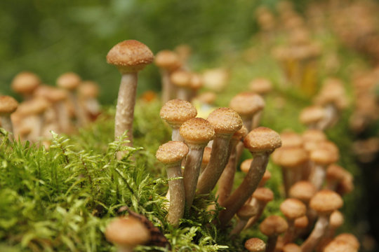 Honey Agaric mushrooms grow on a tree in autumn forest. Group of wild mushrooms Armillaria. Close up of eatable mushrooms.