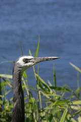 A hungry crane (egretta novaehollandiae) searches the foreshore for food