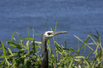 A solitary egret (egretta novaehollandiae) scavenger among the reeds for food