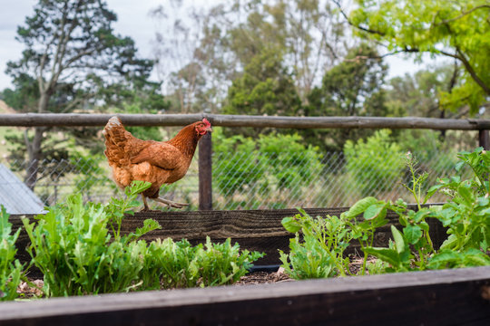 a chicken walking along the edge of a vegetable garden