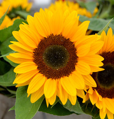 Obraz premium Helianthus or sunflower