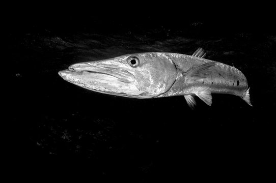 Great Barracuda