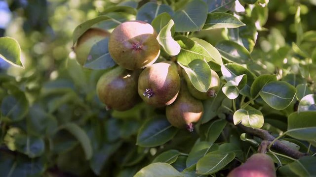 Frutales