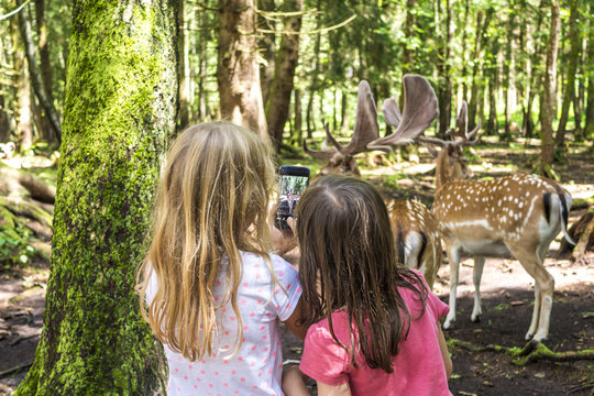Kinder im Tierpark beobachten Wild und machen ein Foto mit dem Smartphone