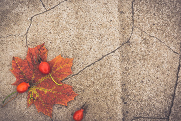 Autumn colored maple leaves and berries of wild rose on vintage concrete background