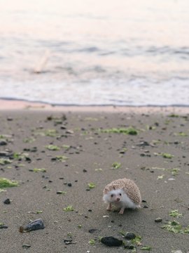 Hedgehog by the beach