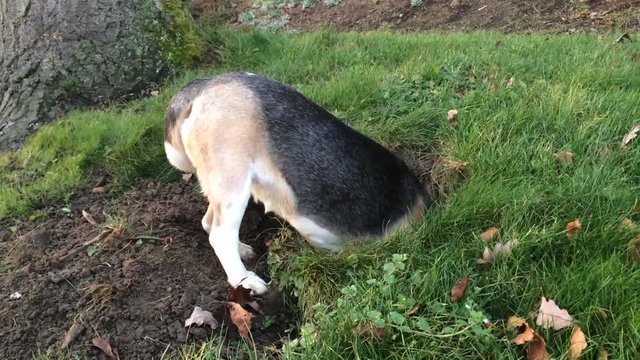 beagle hund graebt im garten
