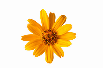 yellow beautiful flower on a white background